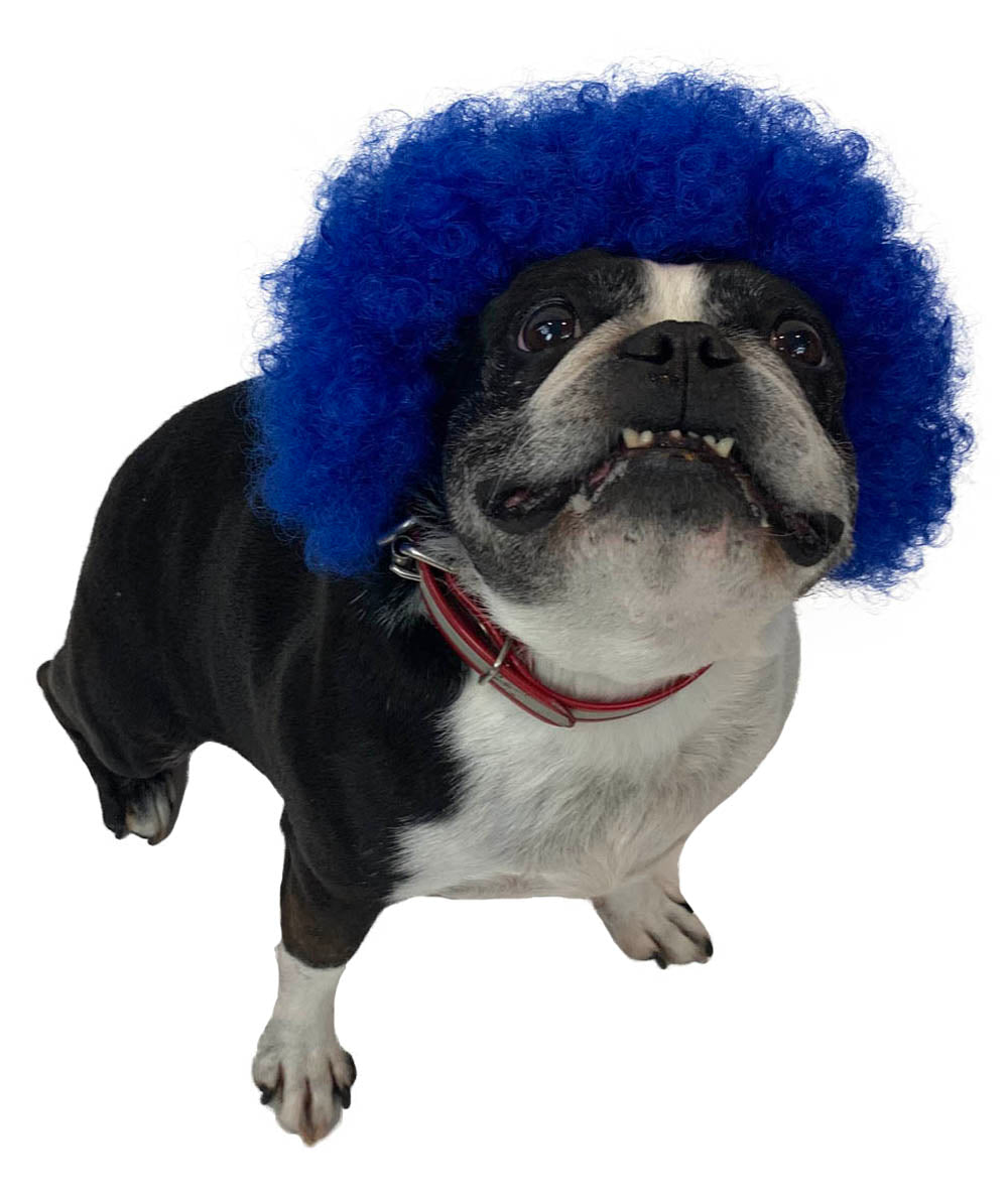 Blue Pet Afro Wig